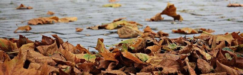 Mindful Walking Image